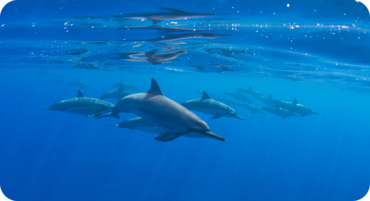 PodKeeper Dolphin